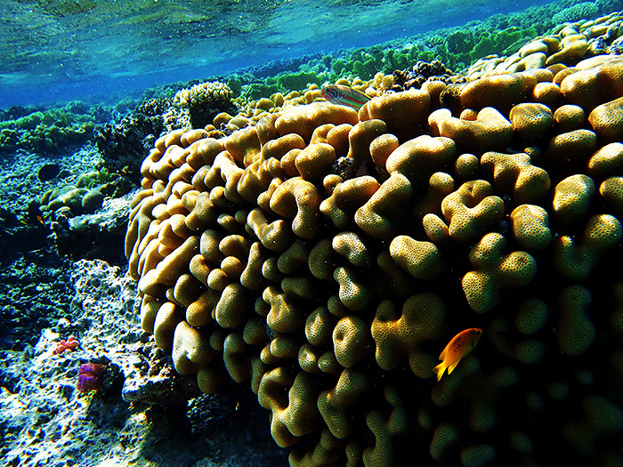 takemetothedungeons:  Satayah, Egypt - October 2013 