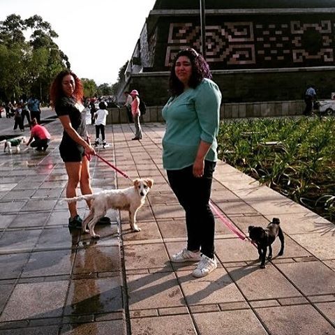 Chapultepec ❤️ #puppies #chapultepec #chapultepecpark #sisters #pug #mestizo #nocompresadopta #choco