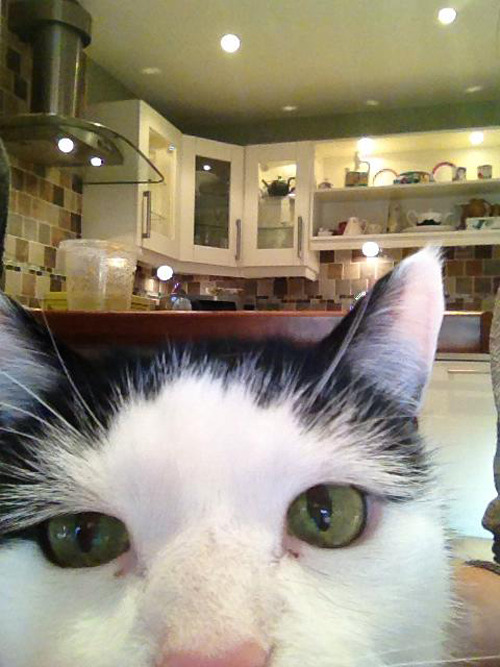 never-mind-the-sex-pistols:  pancakereport:  effervescible:  unimpressedcats:  callmekitto:  loopyz:  how could you not reblog this.  #nomakeup #nofilter  CAT SELFIES   CAT SELFIES I LOVE IT  casualtoaster this reminded me of u   These cats take better