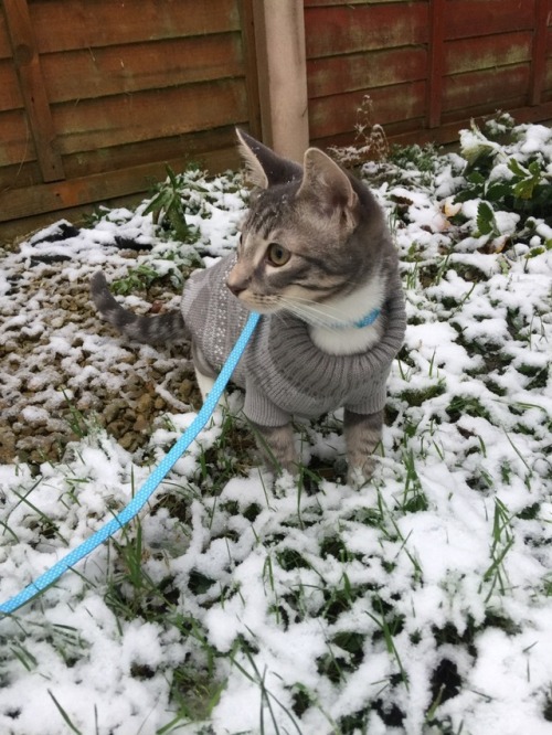 First time in the snow!!❄️⛄️
