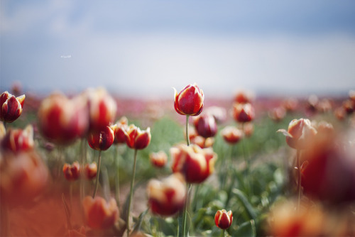 Netherlands, Tulips