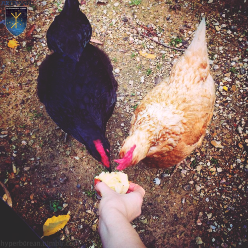 hyperb0rean: I love sharing my food with my animals.;) #hyperboreanhomestead #raisingchickens