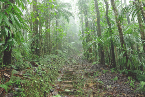 90377: Misty rainforest by Horst Vogel