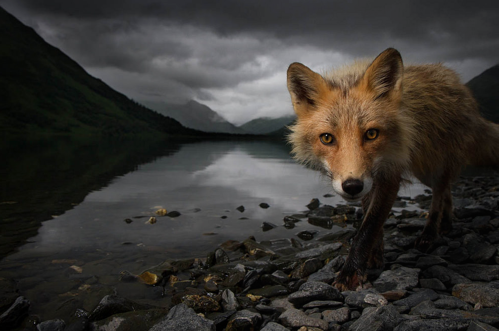 Белая лиса. Картинки полярной лисы. Песец белый. Аляскапокс прикол. Take fox