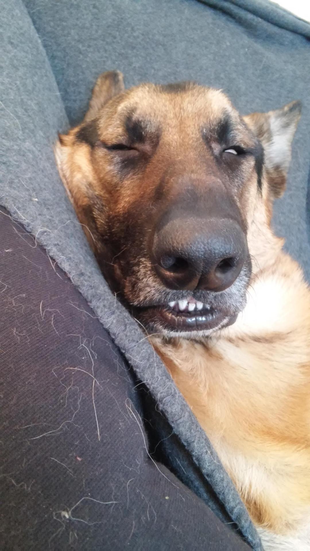 awwww-cute:  Someone is in a deep deep sleep