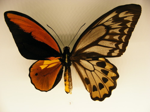 asylum-art:Spectacular Genetic Anomaly Results in Butterflies with Male and Female WingsBilateral gy