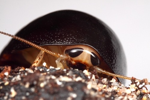 einarth:  slime-minister:  bogleech:  Actual insects: cool, elegant, beautiful alien beings full of 