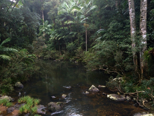 naturenymph69 - Nightcap National Park, NSW, Australia