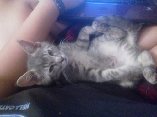 He’s a lot nicer at night than during the day. We’re getting into this routine where he’ll either lay in my crossed legs like this while I write, or he’ll crawl on top of the book I’m reading while I’m reading it lol