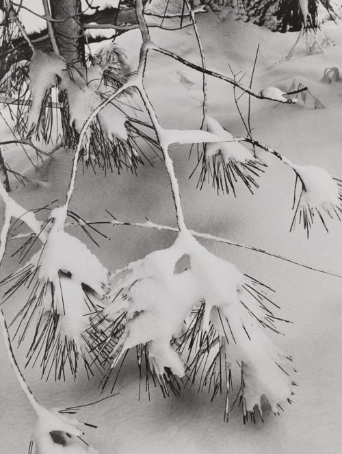 agelessphotography:Branches in Snow, Yosemite Valley, Ansel Adams, circa 1932