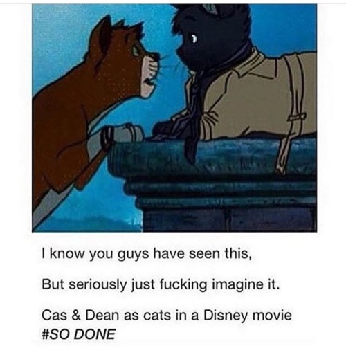 helpimanspnfan:Can this happen please?!!!Just an Easter Egg like “Hey here’s a cat staring at anothe