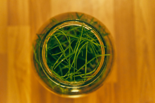 Update on the Storm Jar. Doing great, throwing out new little plants and of course, plenty of grass.