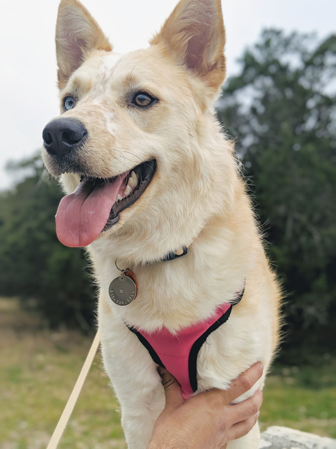 red heeler and husky mix