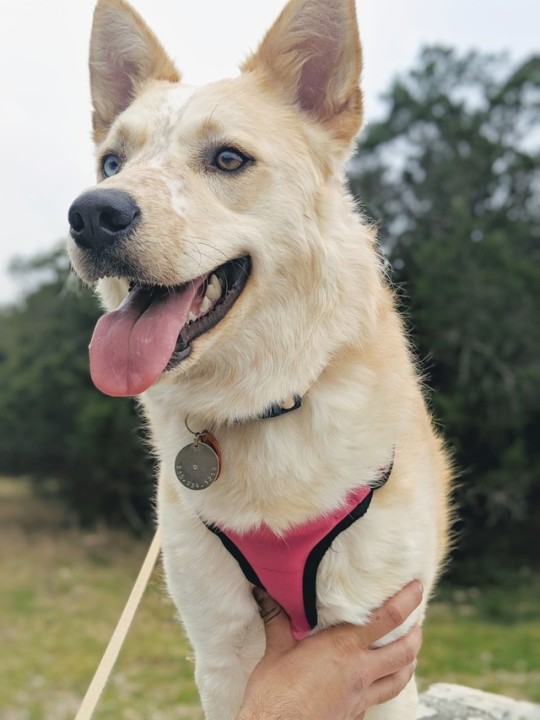 Handsome Dogs For You In These Trying Times This Is Ava She S A Husky Red Heeler Mix Who