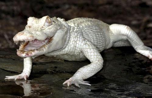 odditiesoflife:  Rare Albino Animals Albinism is a congenital disorder that robs the skin, hair and eyes of color due to lack of pigment. Albino animals are born at great risk when in the wild as they are highly visible to predators. These animals may