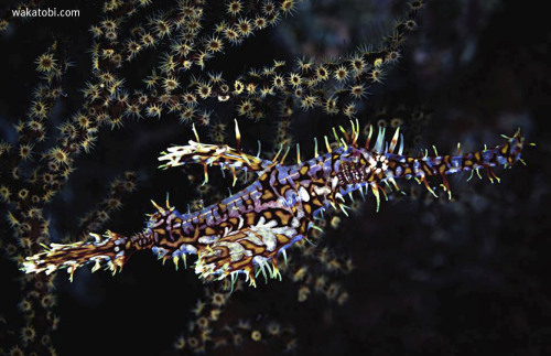 Ornate Ghost Pipefish is probably the most well know species, which is also known as the Harlequin g