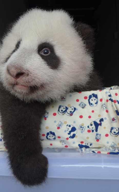 giantpandaphotos: Yuan Yuan’s daughter (nicknamed Yuanzai) at the Taipei Zoo in Taiwan on Octo