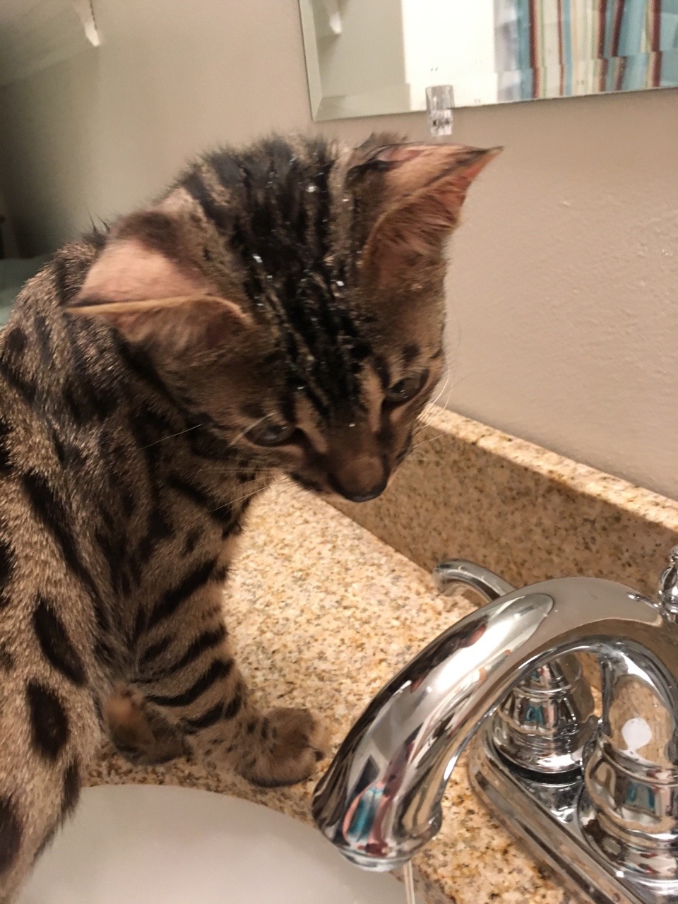 theshadowytiger:  The new kitten! Human is leaning towards calling him Baybu! What