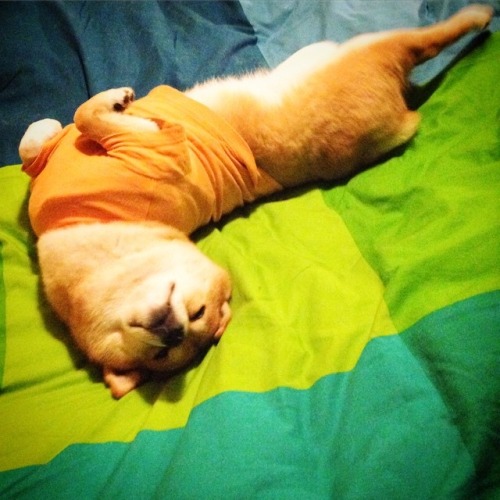 mustardtigress:The lovely Maruko, shibe of @tommyrts.