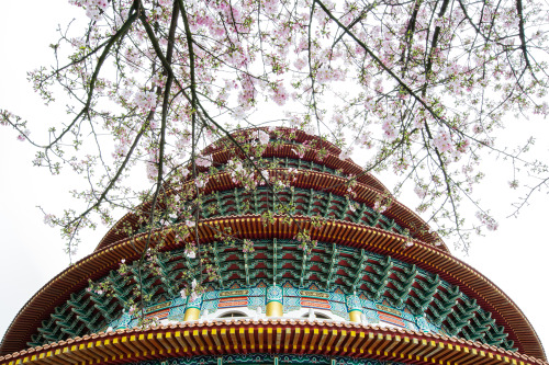 joshellisphotography: Sakura season is one of the prettiest times of the year in Taiwan! www.goteamj