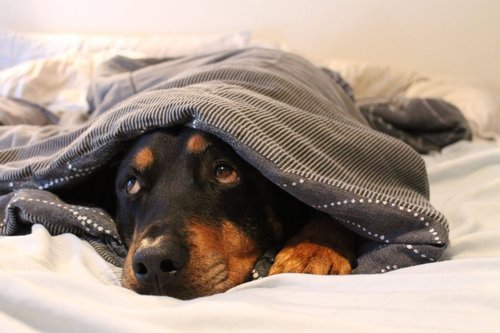 thecutestofthecute:  Rottweiler Appreciation Post 