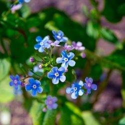 blooms-and-shrooms:spring blue flowers by