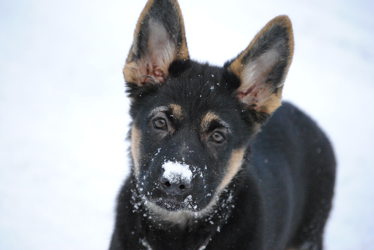 handsome dogs for you in these trying times