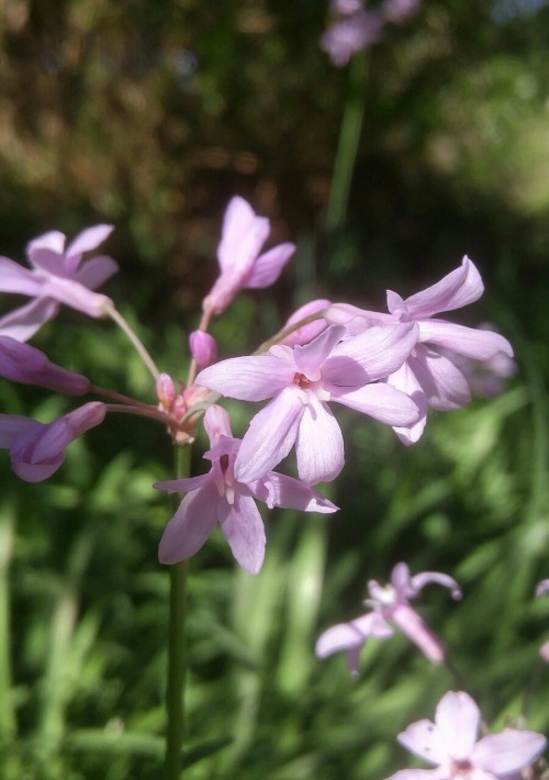 Tulbaghia violacea is in the family Amaryllidaceae. Commonly known as society garlic it is native to