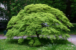 graveplants:  acer palmatum