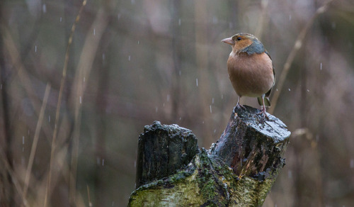 The Winter Rain…. by jones_adrian1 on Flickr.