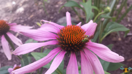 Bicolored Striped-Sweat Bee - Agapostemon virescensMost Bees are associated with colors like yellow 