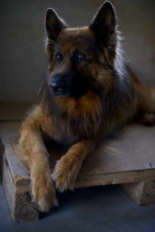 handsomedogs: Bishop, our 11yr old German Shepherd.  He has been the subject of many of my port