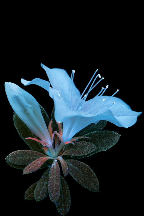 conspectusargosy:Azalea flower in UVIVF.When I looked at these with my older weaker light, I didn’t 