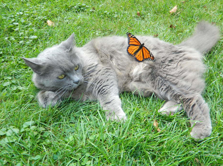 Playful Petal