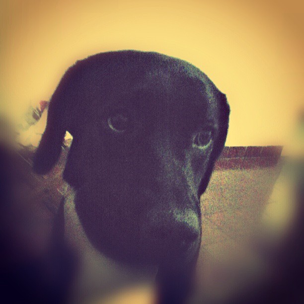 Molly *&ndash;*  (em Casa do Rafa)
