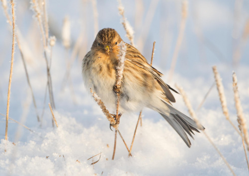 Twite (Carduelis flavirostris) &gt;&gt;by Nis Lundmark Jensen (1|2)