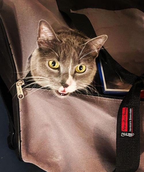 Noire found my old gym bag full of card binders #catsofinstagram #furchild #cats #mydaughter #cute 