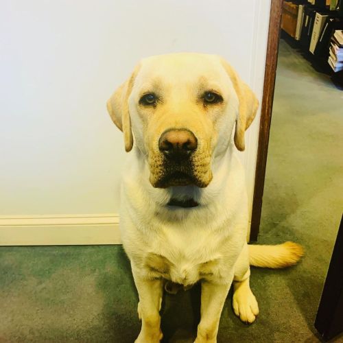 My oh so serious co-worker is upset. He just missed out on watching me eat my lunch. ‍♀️ #dogs #