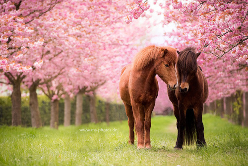 drxgonfly:Bibi & Love (byMarion Schoening)