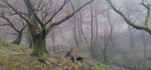 Winter Woods
