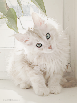 sweetlysurreal:  Cat by ~ROSASINMAS