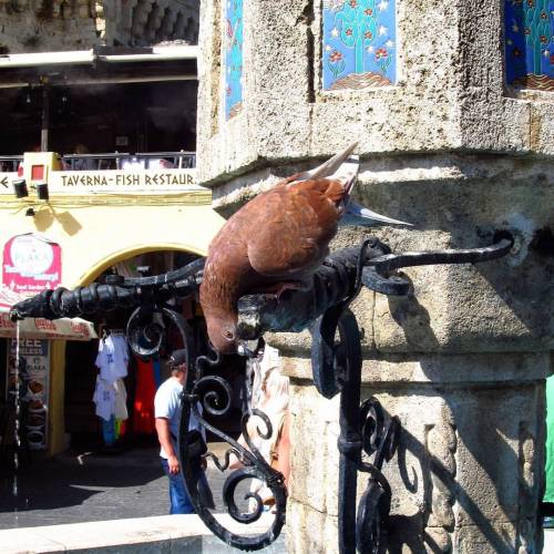 Hot #summer days and #thirsty #pigeon ☀ #Streets #Rhodes #Greece #visitgreece #latergram #august #tr