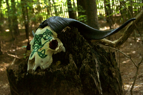the-fianna:Hand painted goat and ram skulls by me.