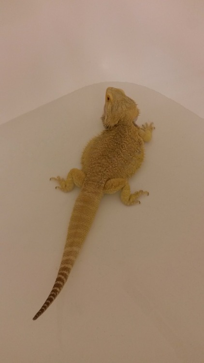 thingsonmydragon:Pancake considers the bath and finds it acceptable