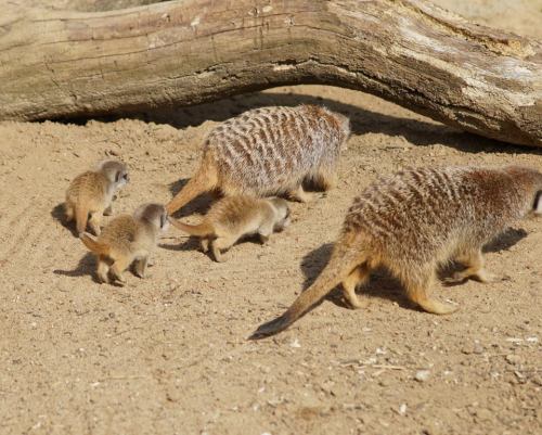 kuroba101:  kinkycrop:  For the first time in 5 years, we have baby meerkats at the zoo and they are made of 100% adorable fluff and sunshine.  Eeeeeeee!