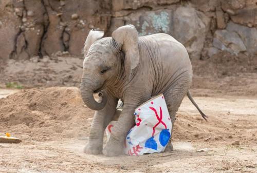 brujablog:  OHH my goodness look at these pics of the baby elephant at the zoo in tucson she got a box of hay for her 6 month birthday and she was so happy she fell over