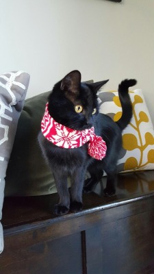 catsandkitten: Frey in her scarf (x-post