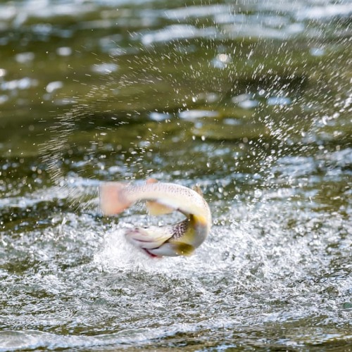 FISH ON#flyfishing #fliegenfischen #flyfiske #browntroutfishing #browntrout #bachforelle #fishing 