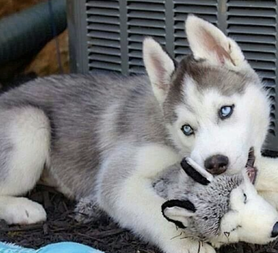 aww-so-pretty:  husky lover