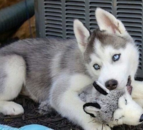 XXX aww-so-pretty:  husky lover photo